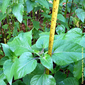 Sunflower Bud on 38 inch Plant at 56 Days ~ JaguarJulie