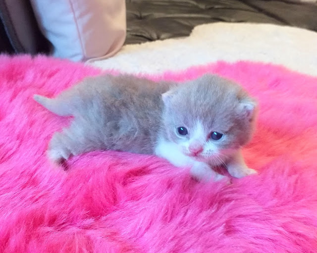 Adopter un chaton british shorthair, lifestyle, les petites bulles de ma vie