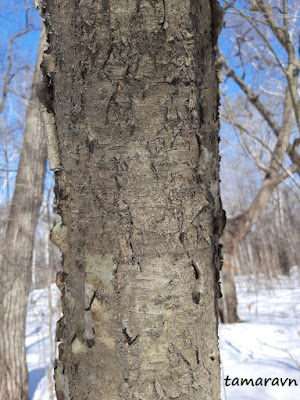 Маакия амурская (Maackia amurensis)