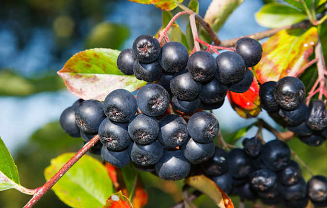 10 Tips For Growing Aronia Berry Plants Successfully At Home