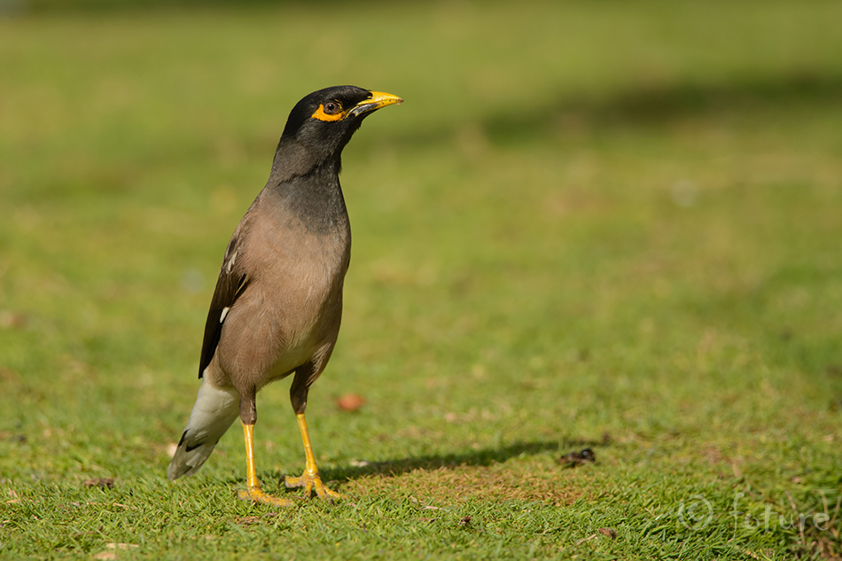 Mainakuldnokk, Acridotheres tristis, Common myna, Mynah, maina, kuldnokk, Indian