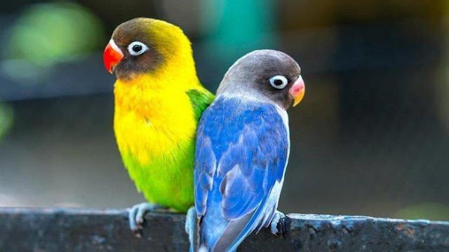 Love Bird