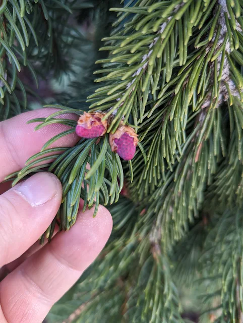 Weeping Norway Spruce Red Cones - In Spring