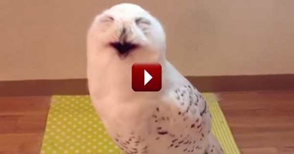 This is the most hilarious owl you've ever seen in your life!