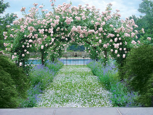 Dreamy don't you think? A beautiful arbor or corridor of pale pink 