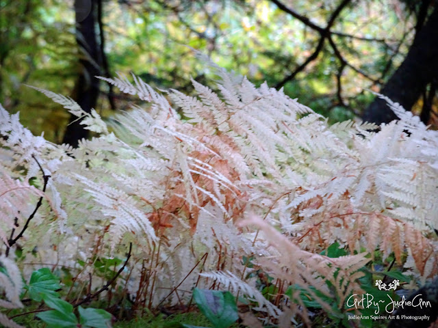 White & Pink Ferns Prints