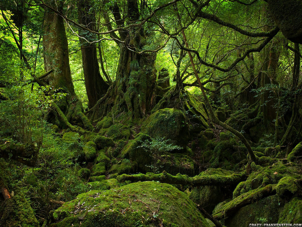 ... what of the forest is composed here are beautiful forest photography