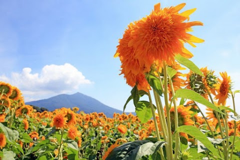 Discover the flowers at Ibaraki that adorn the Japanese summer