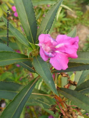 Rose balsam, Impatiens balsamina