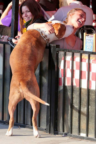 Hayden Panattiere, Dog, hollywood, hotel, lunch,