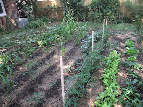 garden rows, wood stakes and string to support plants