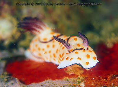 Chromodoris annulata