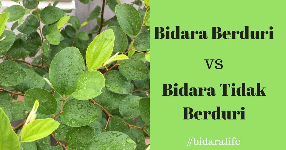 Pokok Bidara Berduri VS Pokok Bidara Tidak Berduri 