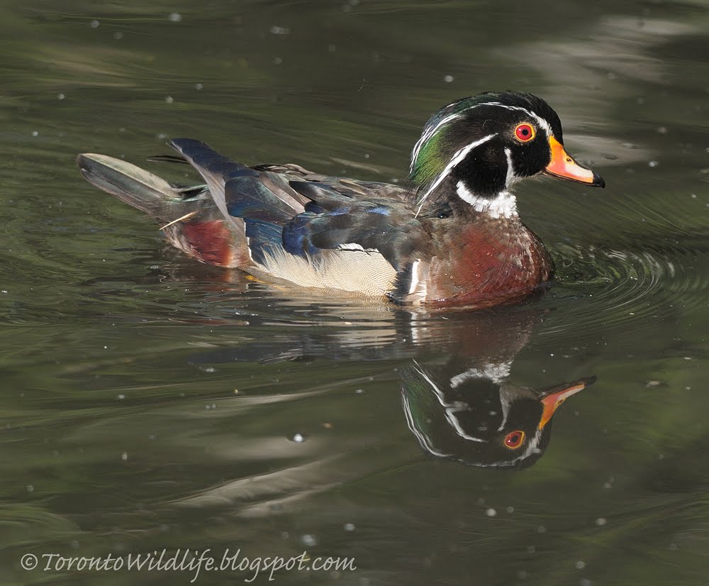 If A Wood Duck Could Duck Wood