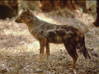 canidae Chacal listado Canis adustus