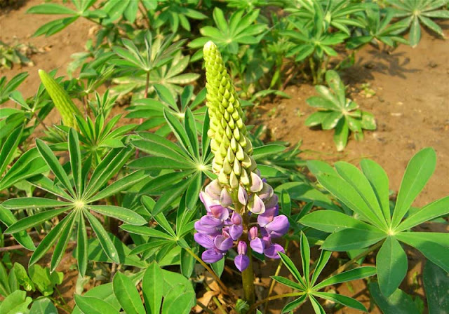 Lupine Flowers Pictures