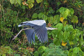 Grey Heron, wings down