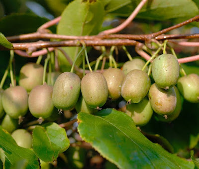 Cách trồng kiwi tí hon tại nhà