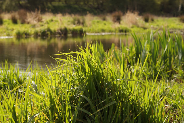 Spring in Norfolk countryside