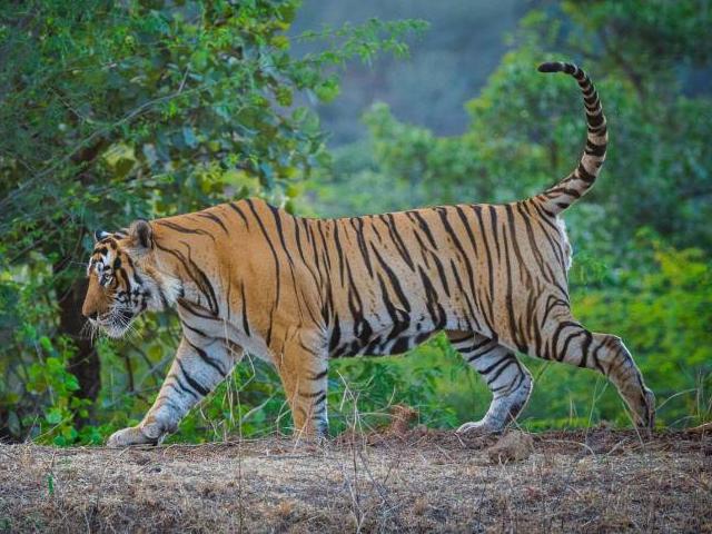 Ranthambore  Tiger,