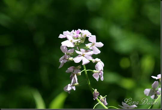 CCMP_Phlox2
