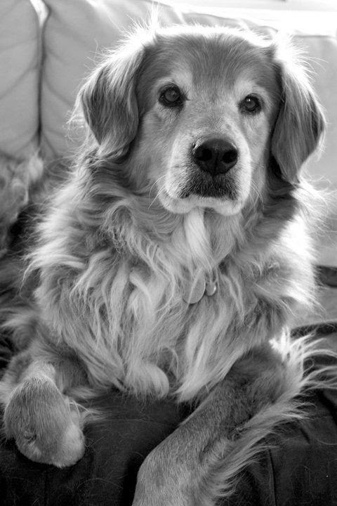 Cute Golden White  Retriever Puppy just Lovely