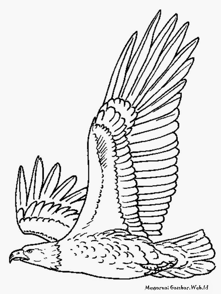  128 Cara Menggambar Sketsa Burung Garuda Gudangsket