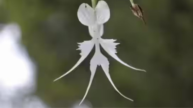 Delicate, Glass-Like Orchid Discovered in Japan's Parks and Gardens - Digitalwisher.com