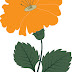 Free Vector Flower Orange Chrisant