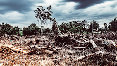 future scene of dead trees and landscape