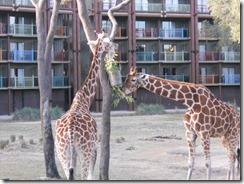 Animal Kingdom Lodge