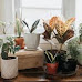 Best Pots For Succulents