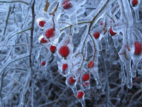 Rosa a mráz na tráve / Termodynamika