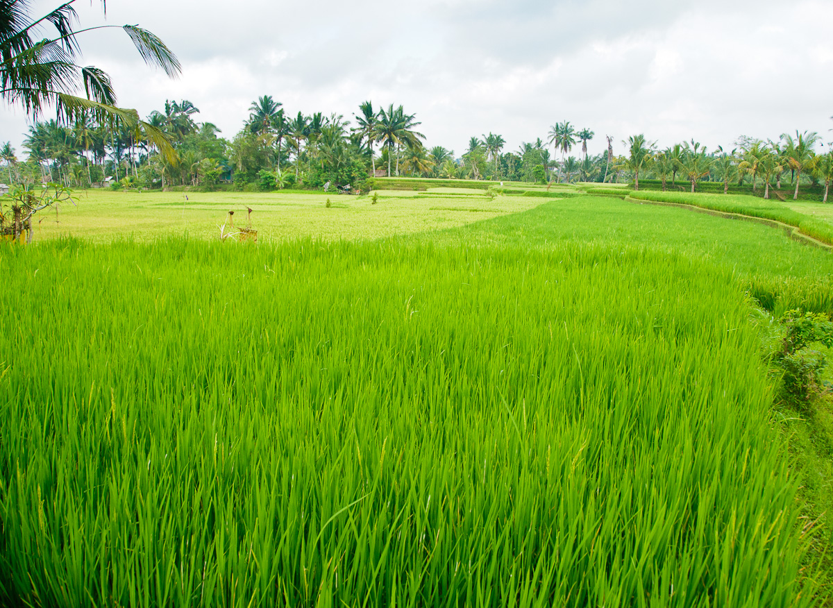 foto sawah  yang indah Pemandanganoce