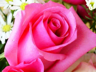 Gambar Bunga Mawar Yang Cantik Mempesona 200167_Pink Roses