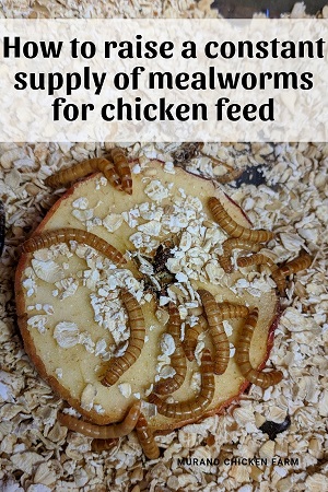 Raising mealworms for free chicken feed - Murano Chicken Farm
