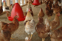 Cara Perjuangan Ayam Petelur Semoga Cepat Berhasil Dan Untung