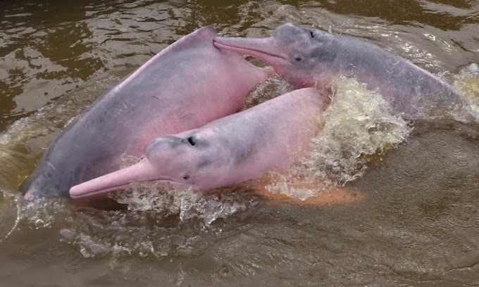 Boto cor-de-rosa entra na lista de 'perigo de extinção' em Rondônia; entenda