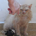 Abandoned At 17 – New Beginning For An Elderly Cat
