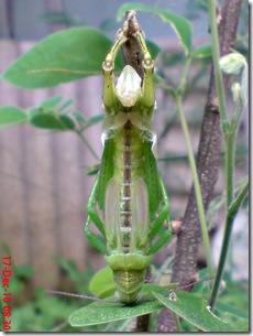 Locusta migratoria molting