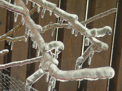 Tree Branch Glazed