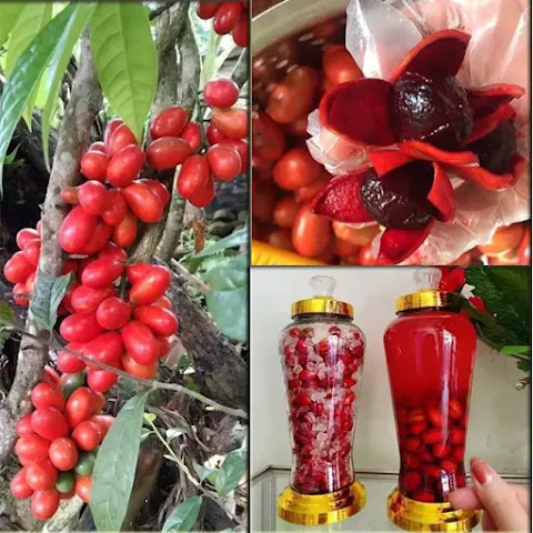Quả máu Tây Bắc