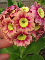 primula auricula аурикула примула