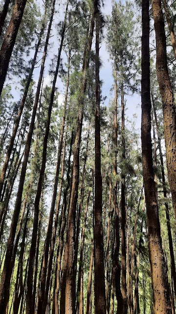 Pine valley
