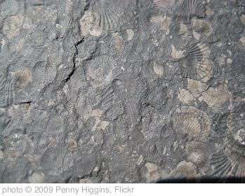 'Diminutive brachiopods' photo (c) 2009, Penny Higgins - license: http://creativecommons.org/licenses/by-sa/2.0/