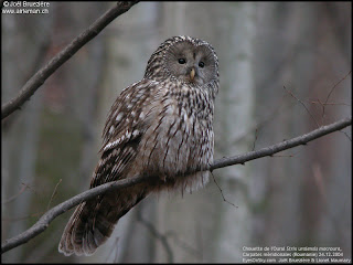 lechuza de los urales Strix uralensis