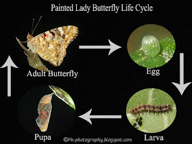 Painted Lady Butterfly Life Cycle