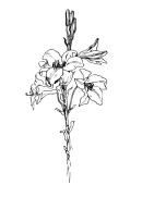 Lily