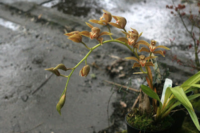 Cymbidium schroederi -  Schroeder's Cymbidium care and culture