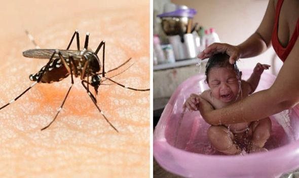 SAIBAJA ZIKA VÍRUS IRÁ RETROCEDER A EVOLUÇÃO HUMANA